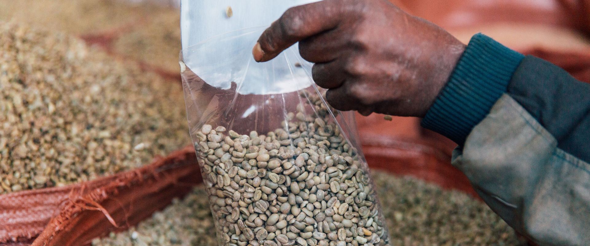 Amostra de café verde sendo ensacada na origem